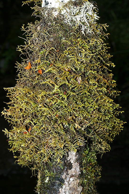 https://www.nzplants.auckland.ac.nz/en/about/liverworts/some-leafy-liverworts/Lepicoliaceae/Lepicolea-attenuata.html